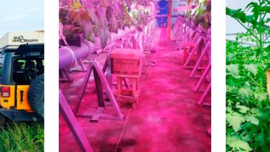 Photo of Биоинновации в сельском хозяйстве