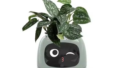 Photo of Умные сорта растений