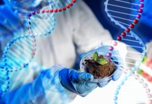 Photo of Биотехнологии растений: увеличение урожайности