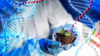 Photo of Биотехнологии растений: увеличение урожайности
