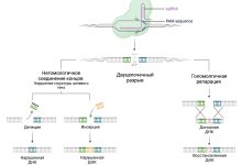 Photo of Геномные технологии: манипуляции с ДНК