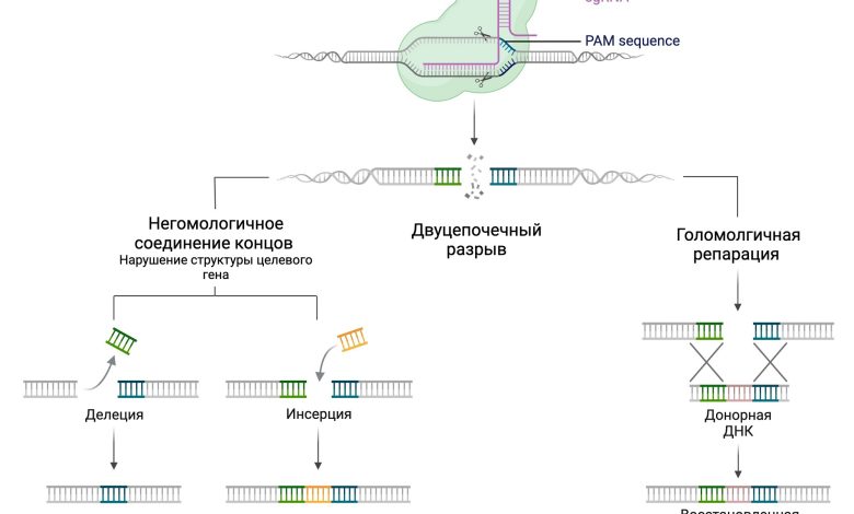 Photo of Геномные технологии: манипуляции с ДНК