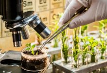 Photo of Биотехнологии в сельском хозяйстве: современные подходы