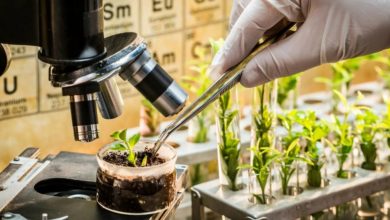 Photo of Биотехнологии в сельском хозяйстве: современные подходы